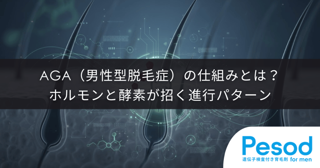 AGA（男性型脱毛症）の仕組みとは？ホルモンと酵素が招く進行パターン