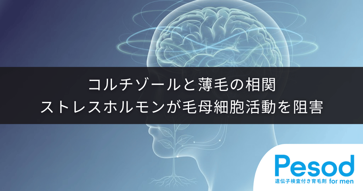 コルチゾールと薄毛の相関|ストレスホルモンが毛母細胞の活動を阻害する仕組み
