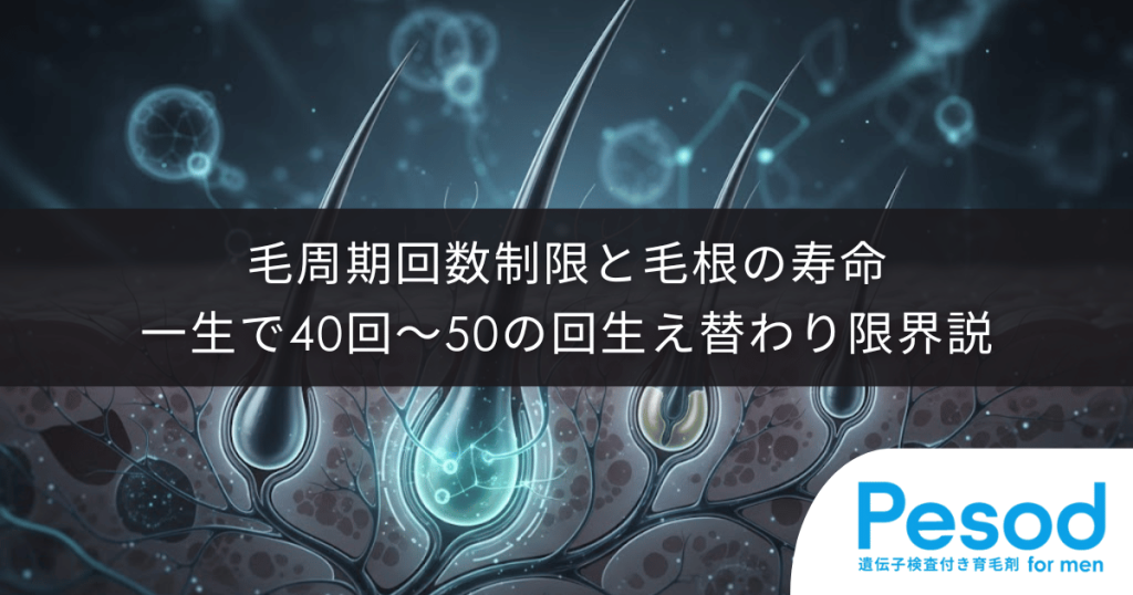 毛周期の回数制限と毛根の寿命｜一生で40回〜50回という生え替わり限界説