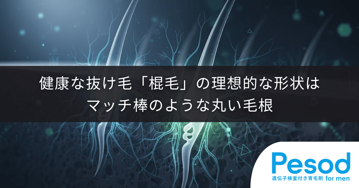 健康な抜け毛「棍毛」の理想的な形状|マッチ棒のような丸い毛根は正常サイクルの証