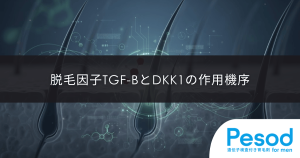 毛包のミニチュア化（軟毛化）現象の全貌｜毛母細胞の活動低下で髪が細くなる物理的理由
