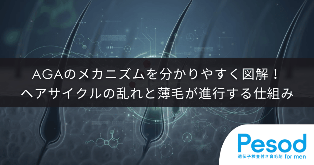 AGAのメカニズムを分かりやすく図解！ヘアサイクルの乱れと薄毛が進行する仕組み