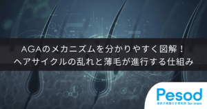 AGAのメカニズムを分かりやすく図解！ヘアサイクルの乱れと薄毛が進行する仕組み