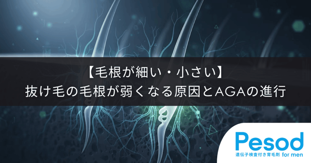 【毛根が細い・小さい】抜け毛の毛根が弱くなる原因とAGA（男性型脱毛症）の進行