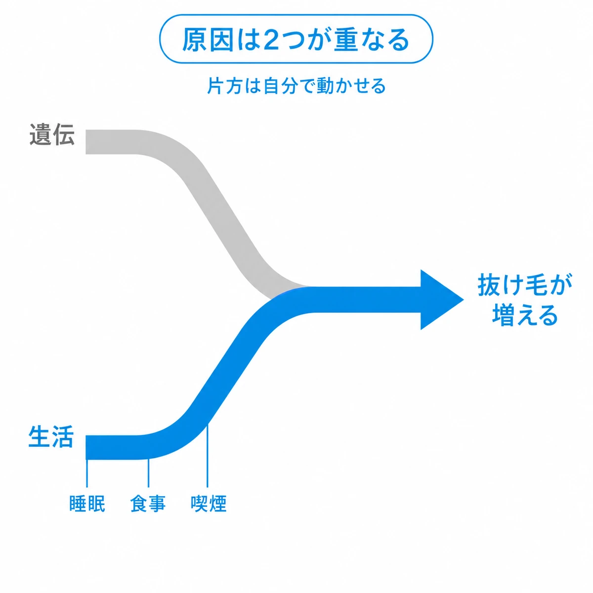 若い世代の薄毛が遺伝と生活習慣の2つの要因が重なって進むことを表した図解