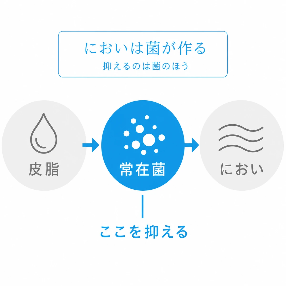 頭皮のにおいが皮脂と常在菌から生まれ菌を抑えることが対策になると示した図解