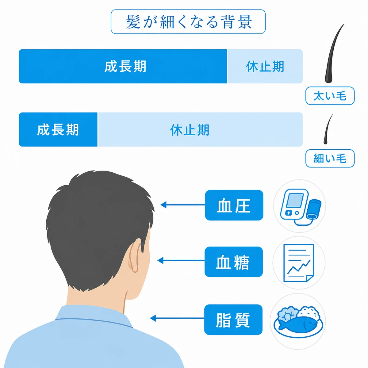 成長期と休止期の長さによる毛の太さの違いと、血圧・血糖・脂質が頭部に関わる様子を組み合わせた図