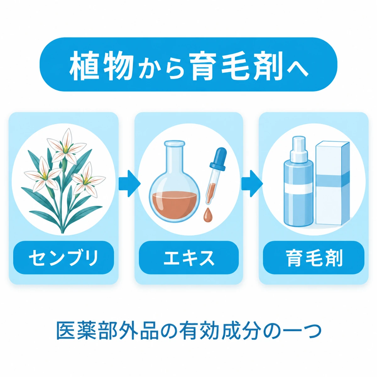センブリからエキスを取り出し育毛剤に用いるまでの流れを表した図
